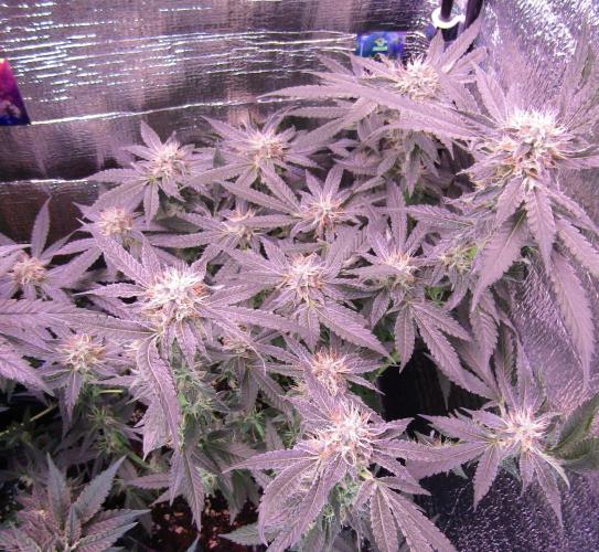 Teufels Plätzchen ! USA Genetics 2026. Week 15