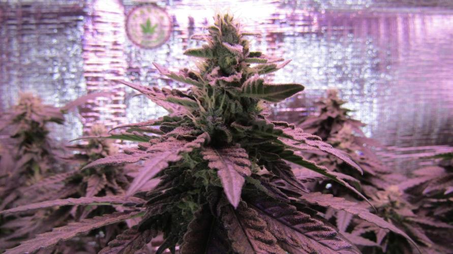 Teufels Plätzchen ! USA Genetics 2026. Week 15