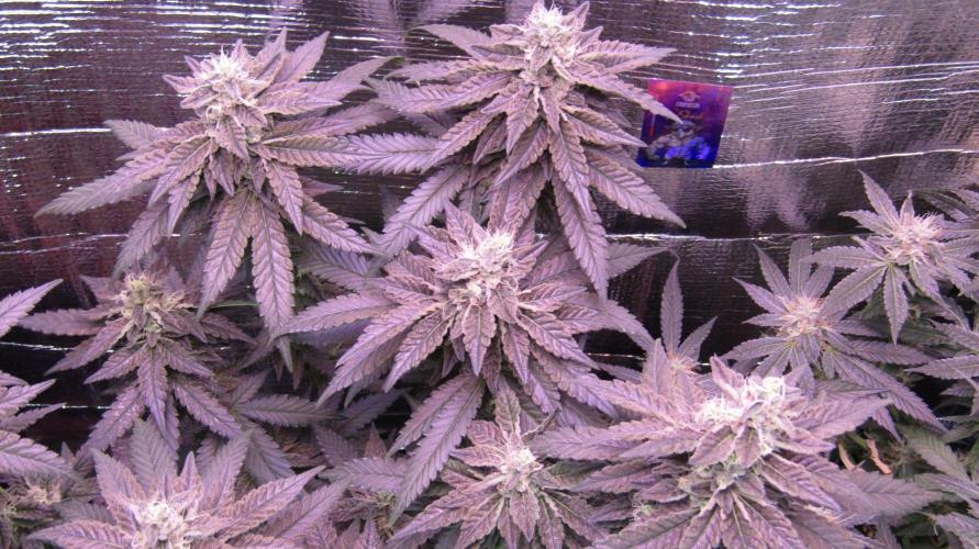 Teufels Plätzchen ! USA Genetics 2026. Week 15