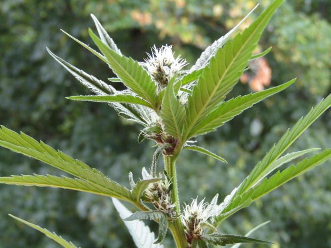 Fast Buds Outdoor 2026 -Guava RF3 Auto. Week 6