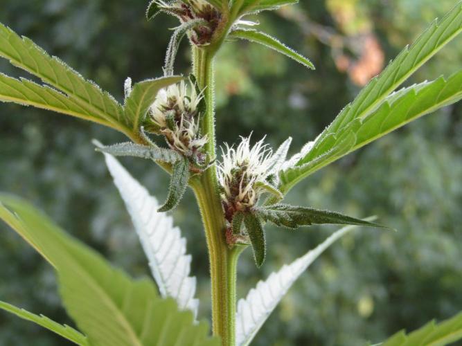 Fast Buds Outdoor 2026 -Guava RF3 Auto. Week 6