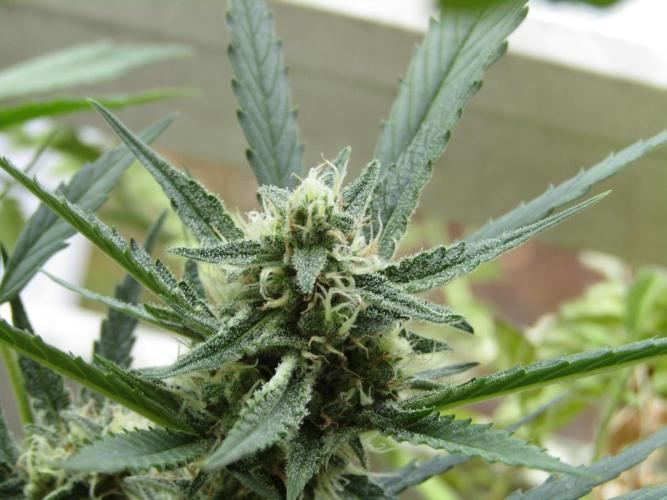 Fast Buds Outdoor 2026 -Guava RF3 Auto. Week 6