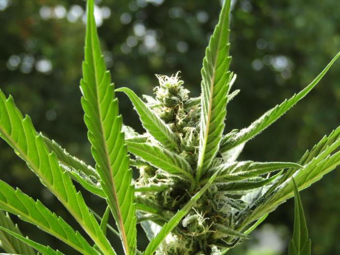 Fast Buds Outdoor 2026 -Guava RF3 Auto. Week 6
