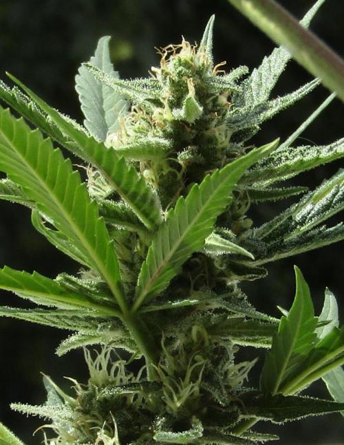 Fast Buds Outdoor 2026 -Guava RF3 Auto. Week 6