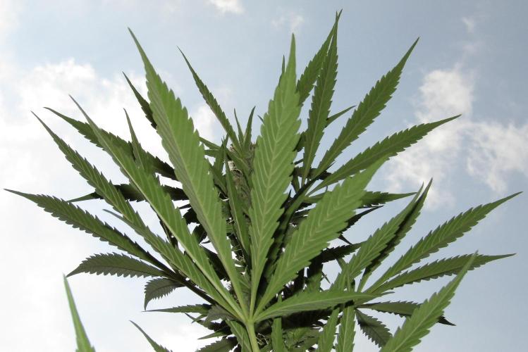 Fast Buds Outdoor 2026 -Guava RF3 Auto. Week 6