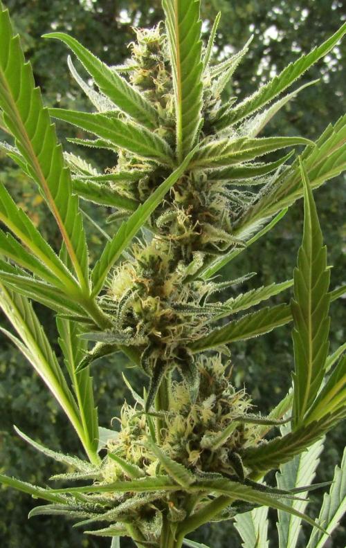 Fast Buds Outdoor 2026 -Guava RF3 Auto. Week 6