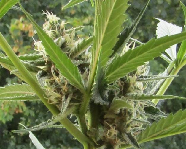 Fast Buds Outdoor 2026 -Guava RF3 Auto. Week 6