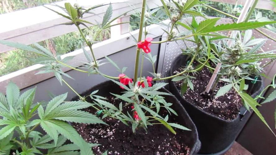 Fast Buds Outdoor 2026 -Guava RF3 Auto