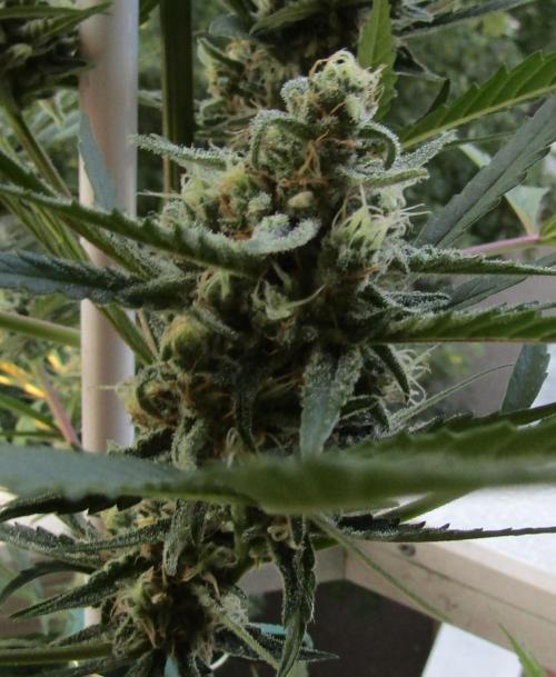 Fast Buds Outdoor 2026 -Guava RF3 Auto. Week 7