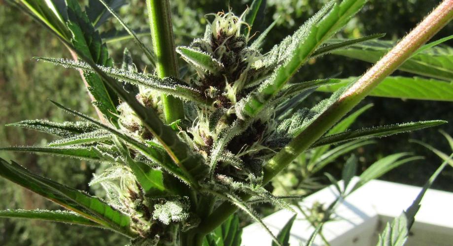 Fast Buds Outdoor 2026 -Guava RF3 Auto. Week 7