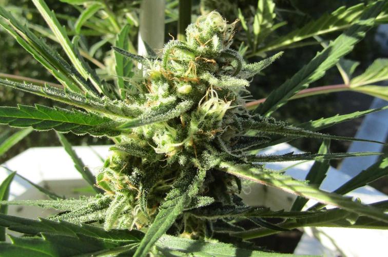 Fast Buds Outdoor 2026 -Guava RF3 Auto. Week 7