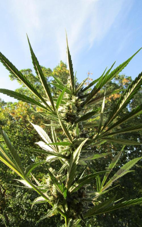 Fast Buds Outdoor 2026 -Guava RF3 Auto. Week 7
