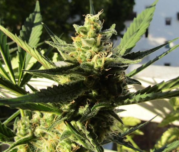 Fast Buds Outdoor 2026 -Guava RF3 Auto. Week 7