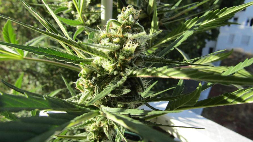 Fast Buds Outdoor 2026 -Guava RF3 Auto. Week 7