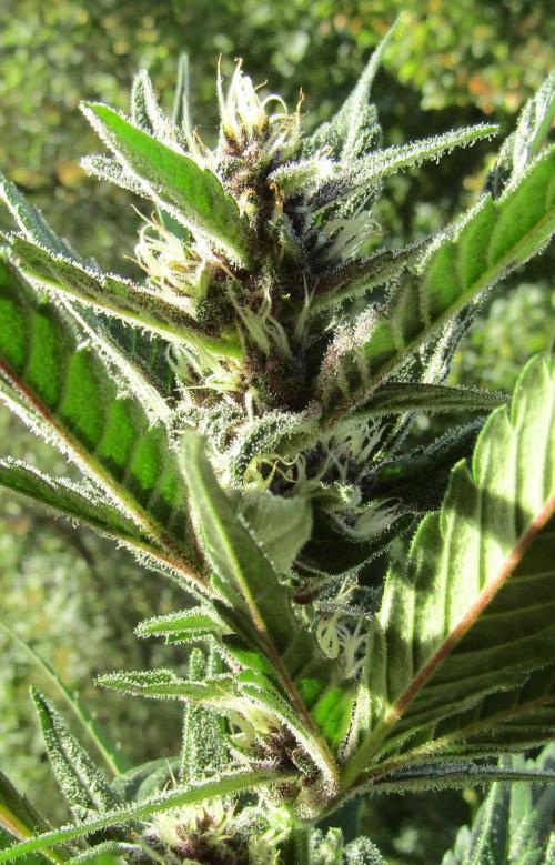 Fast Buds Outdoor 2026 -Guava RF3 Auto. Week 7