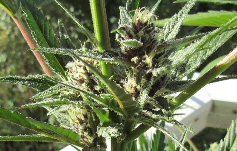 Fast Buds Outdoor 2026 -Guava RF3 Auto. Week 7