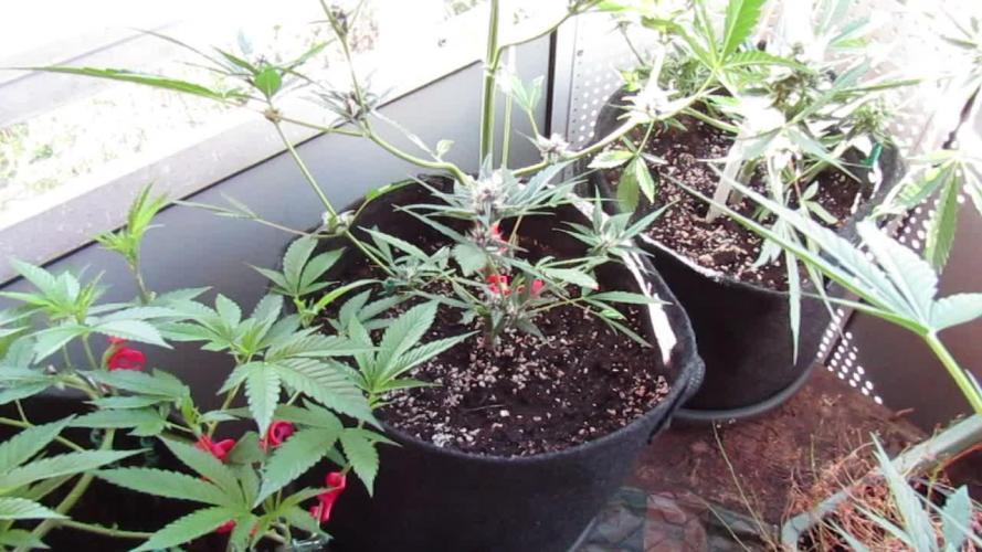 Fast Buds Outdoor 2026 -Guava RF3 Auto