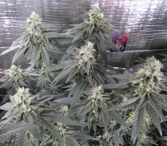 Teufels Plätzchen ! USA Genetics 2026. Week 16