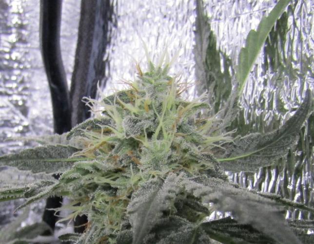 Teufels Plätzchen ! USA Genetics 2026. Week 16
