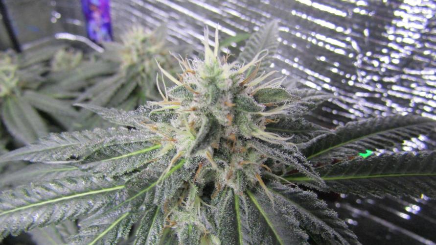 Teufels Plätzchen ! USA Genetics 2026. Week 16