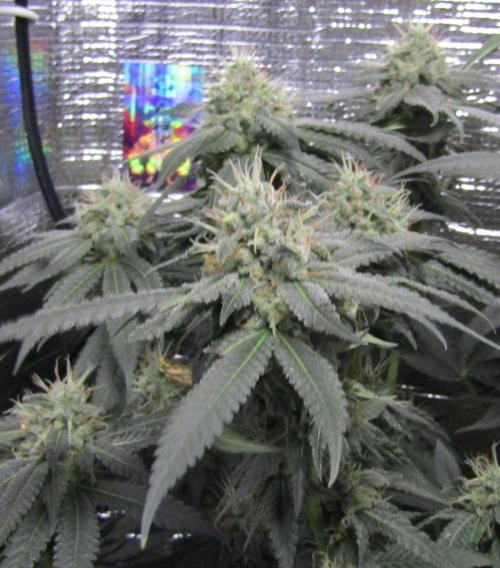 Teufels Plätzchen ! USA Genetics 2026. Week 16