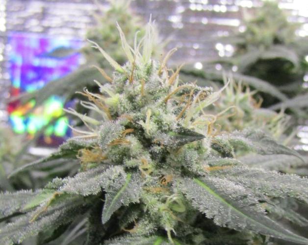Teufels Plätzchen ! USA Genetics 2026. Week 16
