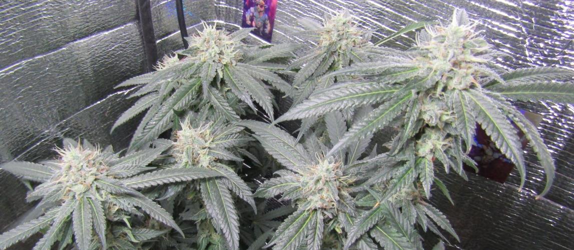 Teufels Plätzchen ! USA Genetics 2026. Week 16