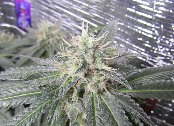 Teufels Plätzchen ! USA Genetics 2026. Week 16