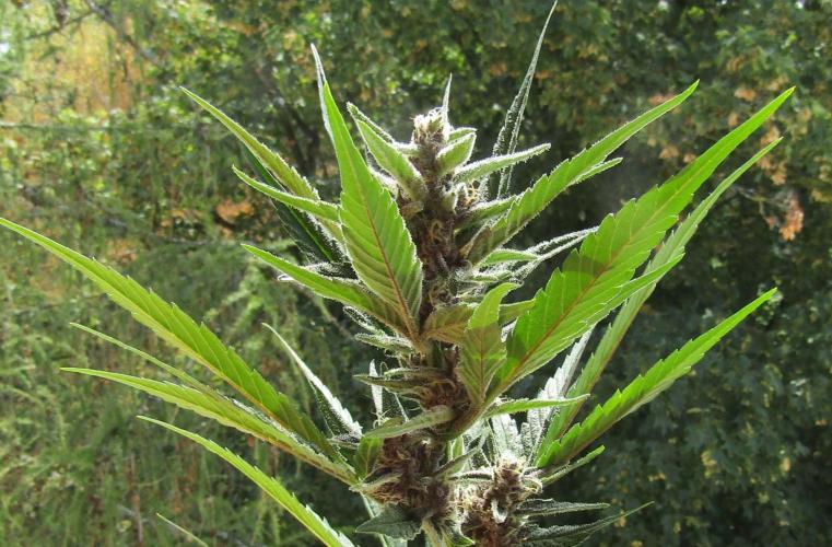 Fast Buds Outdoor 2026 -Guava RF3 Auto. Week 8