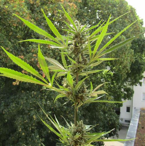Fast Buds Outdoor 2026 -Guava RF3 Auto. Week 8