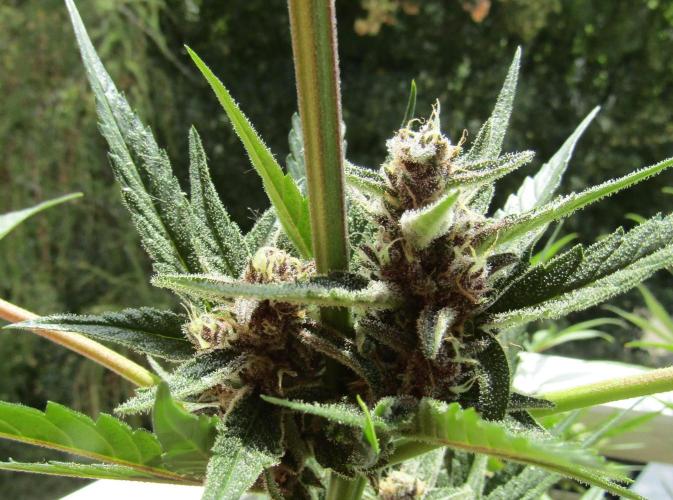 Fast Buds Outdoor 2026 -Guava RF3 Auto. Week 8