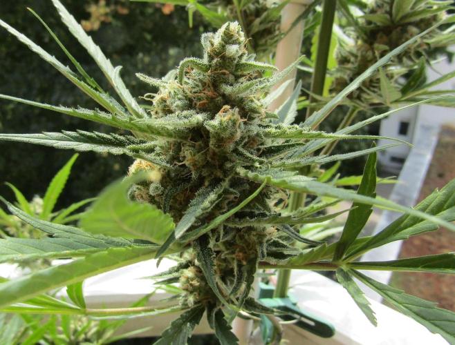 Fast Buds Outdoor 2026 -Guava RF3 Auto. Week 8