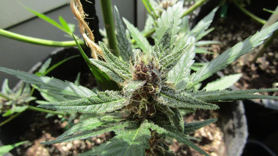 Fast Buds Outdoor 2026 -Guava RF3 Auto. Week 8