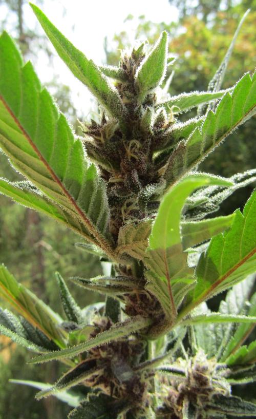 Fast Buds Outdoor 2026 -Guava RF3 Auto. Week 8