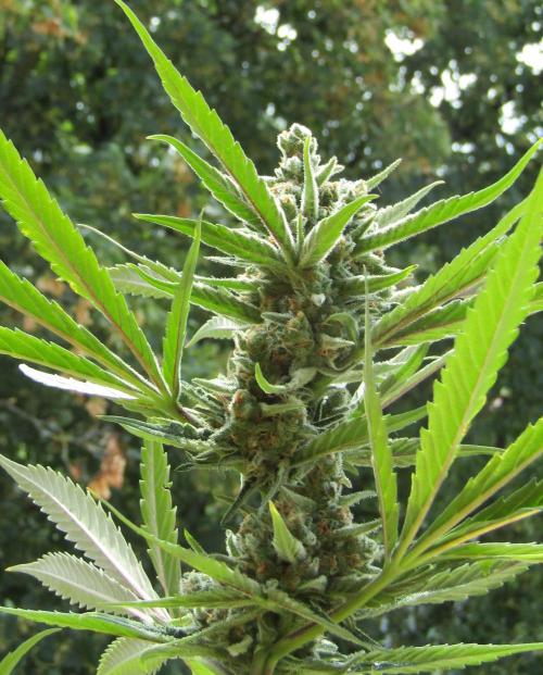 Fast Buds Outdoor 2026 -Guava RF3 Auto. Week 8