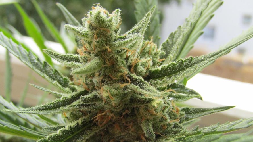 Fast Buds Outdoor 2026 -Guava RF3 Auto. Week 8
