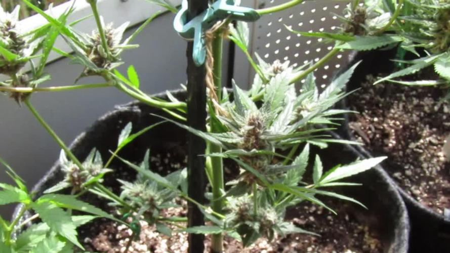 Fast Buds Outdoor 2026 -Guava RF3 Auto