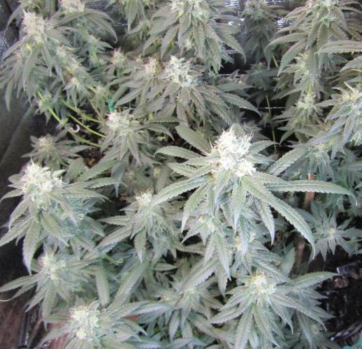 Teufels Plätzchen ! USA Genetics 2026. Week 17