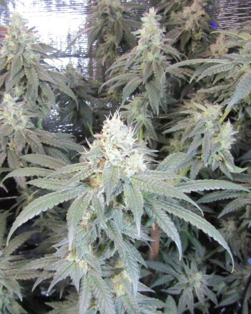 Teufels Plätzchen ! USA Genetics 2026. Week 17