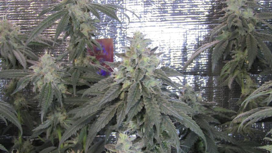 Teufels Plätzchen ! USA Genetics 2026. Week 17