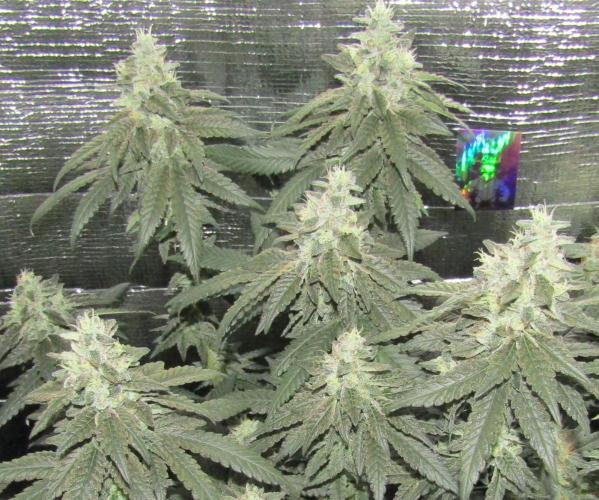 Teufels Plätzchen ! USA Genetics 2026. Week 17