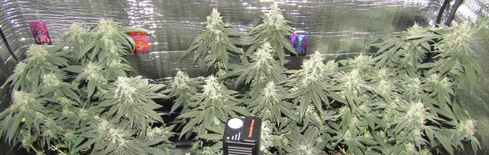 Teufels Plätzchen ! USA Genetics 2026. Week 17