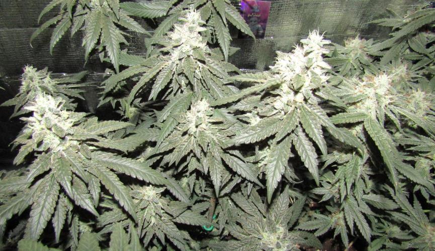 Teufels Plätzchen ! USA Genetics 2026. Week 17