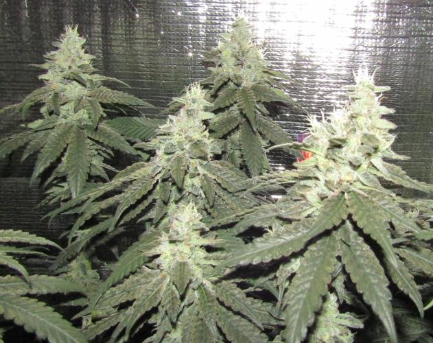 Teufels Plätzchen ! USA Genetics 2026. Week 17