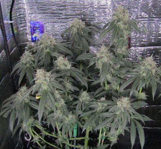 Teufels Plätzchen ! USA Genetics 2026. Week 18