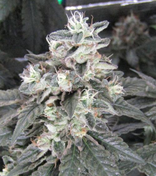 Teufels Plätzchen ! USA Genetics 2026. Week 18