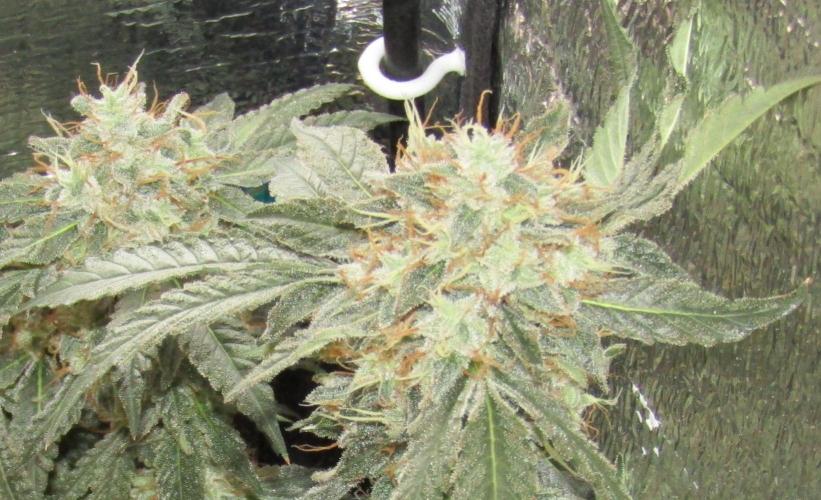 Teufels Plätzchen ! USA Genetics 2026. Week 18