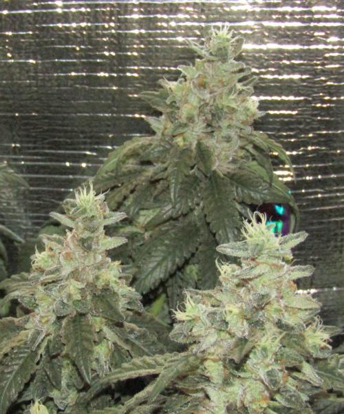 Teufels Plätzchen ! USA Genetics 2026. Week 18