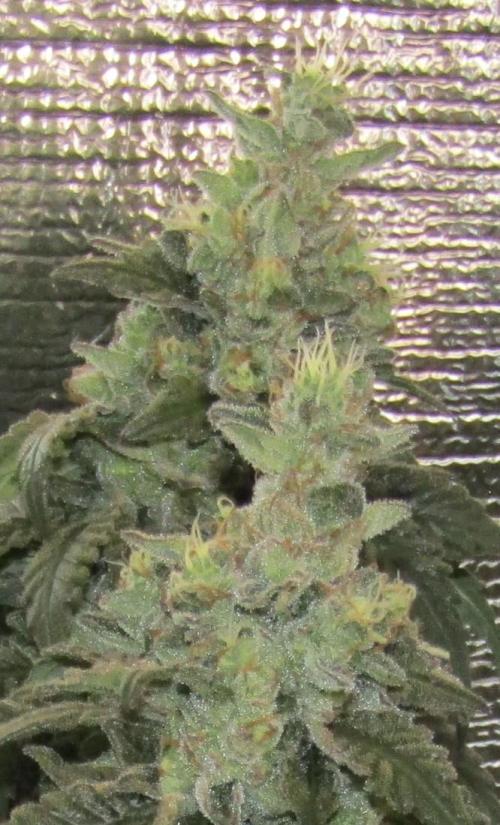 Teufels Plätzchen ! USA Genetics 2026. Week 18