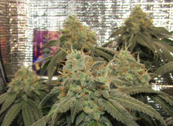 Teufels Plätzchen ! USA Genetics 2026. Week 18